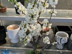 -双季花艺园艺市场(浦东店)