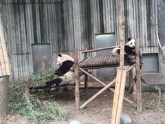 -成都大熊猫繁育研究基地