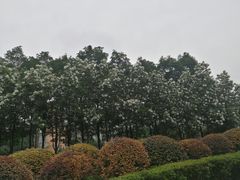 -神仙树公园