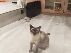 -猫儿山۰猫主题餐厅