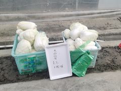 -喜杨洋草莓采摘园