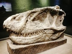 -自贡恐龙博物馆