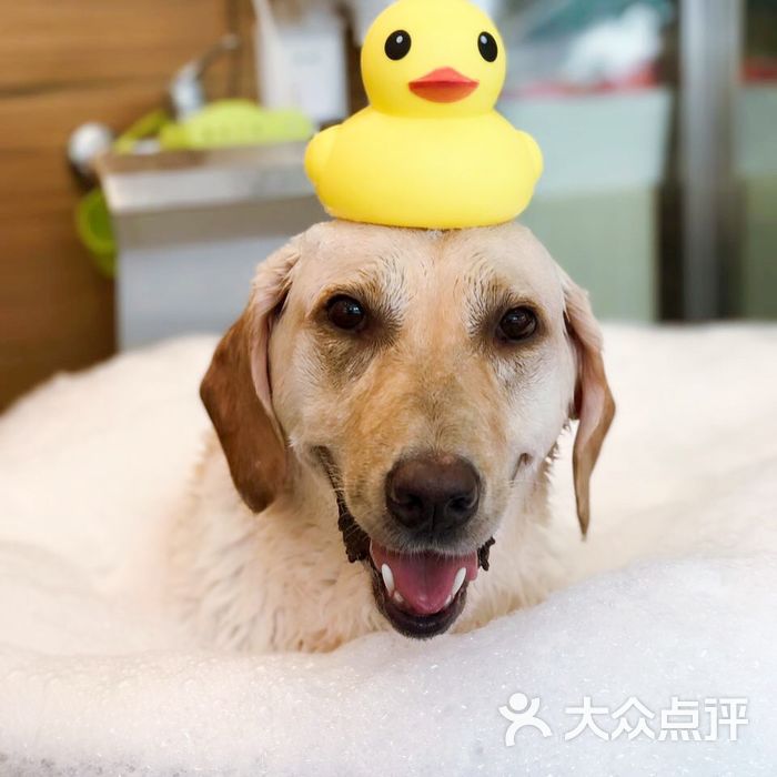 小佩宠物美容寄养