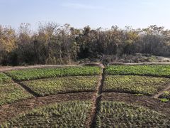 -盘龙城国家考古遗址公园