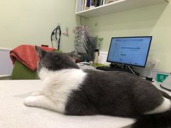 -艾吉宠物医院·疑难杂症转诊中心·猫友好(碧江路院)