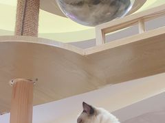 -滚猫咖啡·猫咖·猫友好撸猫(未来城店)