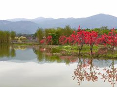 -天适樱花悠乐园