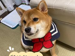 小奶狗-逗柴咖啡屋·狗咖猫咖宠物桌游