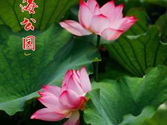 -北海公园