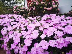 -深圳国际园林花卉博览园