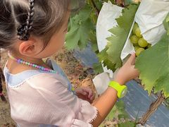 -马陆小张葡萄园农家乐