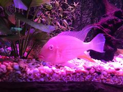-上海海洋水族馆