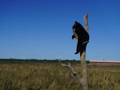 -黑瞎子岛探秘野熊园