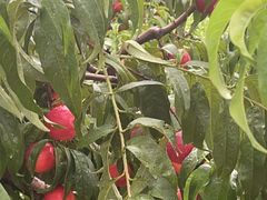 -华盛园卷子王农家菜水库鱼