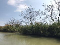 -大湾区中央湿地公园