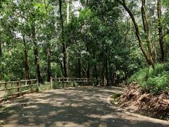 -东莞市大岭山森林公园