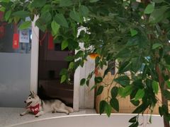 -Husky Go!哈士奇体验馆·宠物咖啡厅狗咖