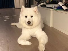 -PETKIT小佩宠物(古北店)