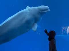 -海合安成都极地海洋公园