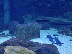 -西安曲江海洋极地公园