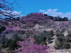 -新建村梅花