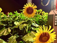 -武昌江滩