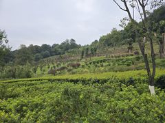 -铁山坪森林公园