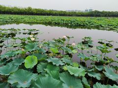 -荷塘月色湿地公园·向阳花洲