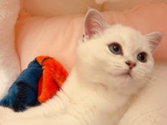 -lincat·猫舍(广州店)