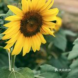 ひまわり