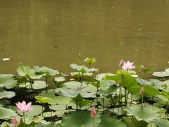 -刘妈菜馆(磁器口店)
