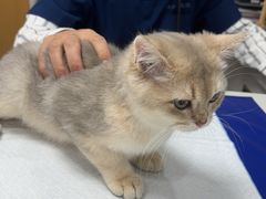 -博特宠物医院24h犬猫全科.骨科·异宠