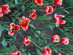 -长春公园(普阳街道)