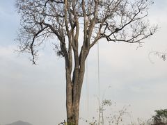 -大树秋千