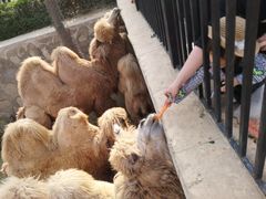 -石家庄市动物园