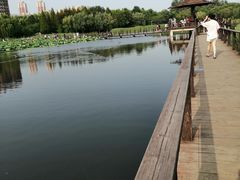 -前关湿地公园