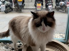 -喵屿·大理花园猫咖