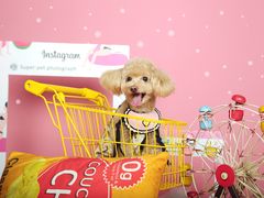 -超宠爱宠物摄影-Super pet