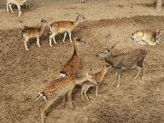 -青藏高原野生动物园