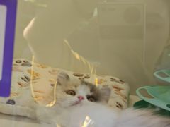 -小猫来了·猫咪专售(红山六九七九店)