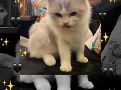 -more than meow吴止猫主题餐厅(承德 中船汇店)