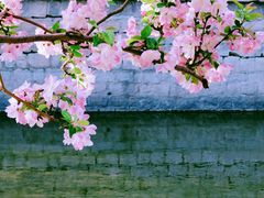 -海棠花溪(元大都城垣遗址公园)