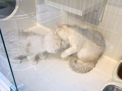 -萌兽医馆·眼科·异宠专科(三里屯店)