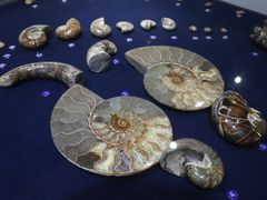 -青岛贝壳博物馆