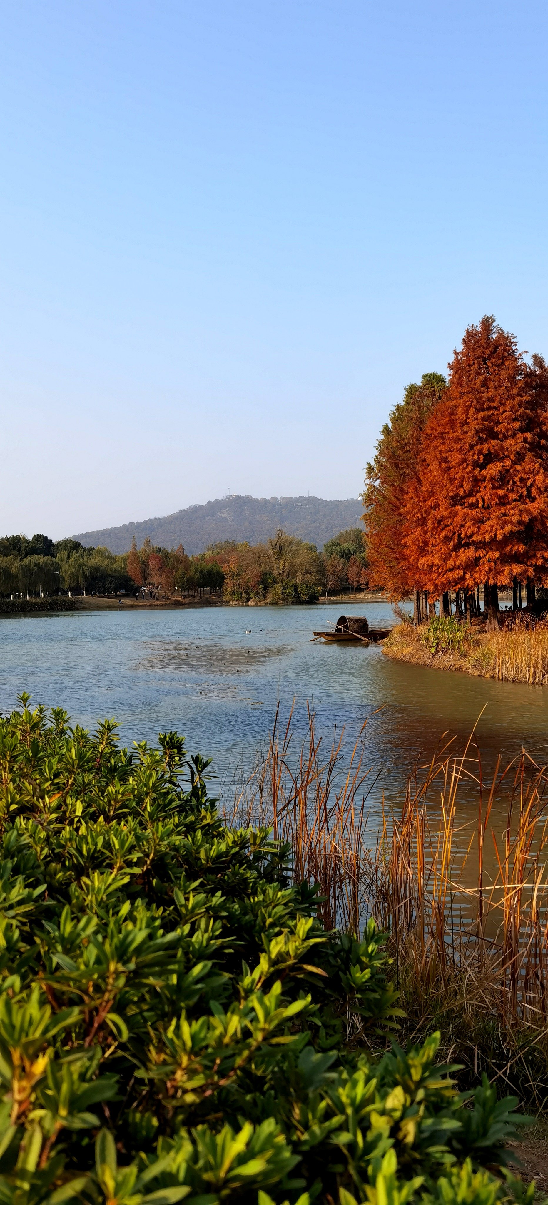 雅雀湖公园图片