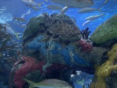 -瑞普利水族馆