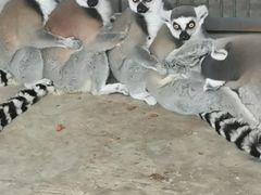 -石家庄市动物园