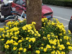 -西北湖绿化广场