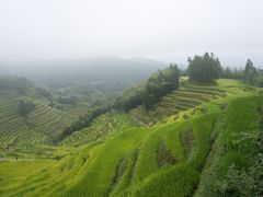 -紫鹊界梯田景区