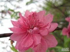 -南国桃园旅游度假区